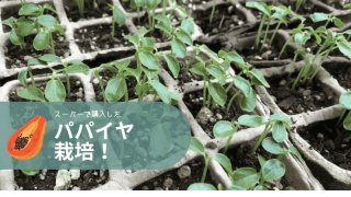 パパイヤ　育て方