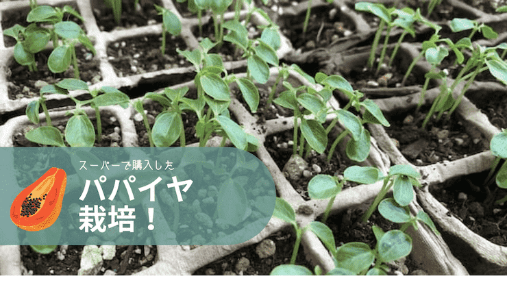 パパイヤ　育て方