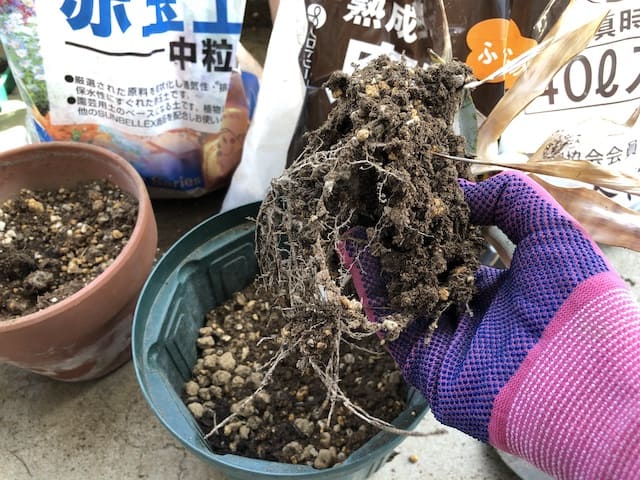 パイナップル栽培