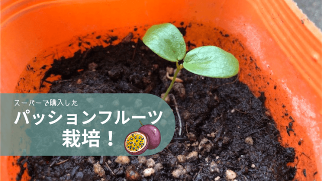 パッションフルーツ 育て方