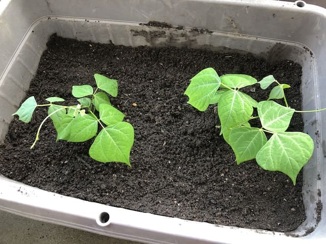 ヒカマ 育て方
