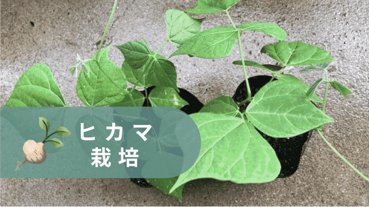 ヒカマ 育て方