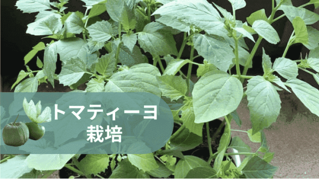 トマティーヨ　育て方