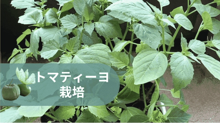 トマティーヨ　育て方