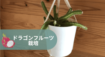 ドラゴンフルーツをタネから育ててみた栽培記録